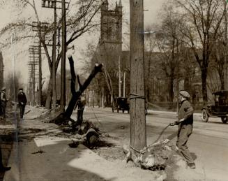 Stumping operations prepare for sidewalk widening