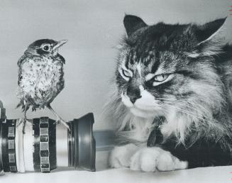 Watch the Birdie! A foundling robin taken to the Society for Animals in Distress (SAD) shelter on St