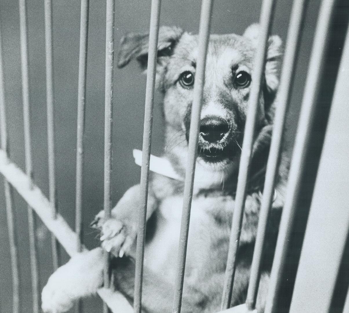 Canada - Ontario - Toronto - Humane Society - 1976-79