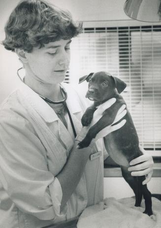 Puppy saved: Jenny Laing of the Toronto Humane Society examines a 6-week-old puppy found near dead after being left in a parked car in the sun