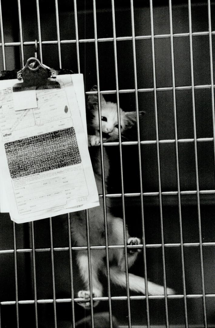 Canada - Ontario - Toronto - Humane Society - 1990 and on