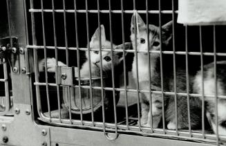 Canada - Ontario - Toronto - Humane Society - 1990 and on