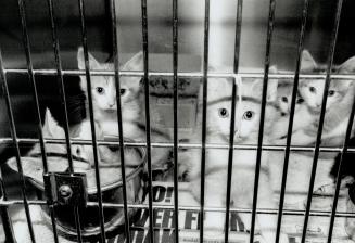 Canada - Ontario - Toronto - Humane Society - 1990 and on