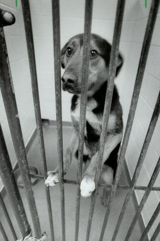 Canada - Ontario - Toronto - Humane Society - 1990 and on