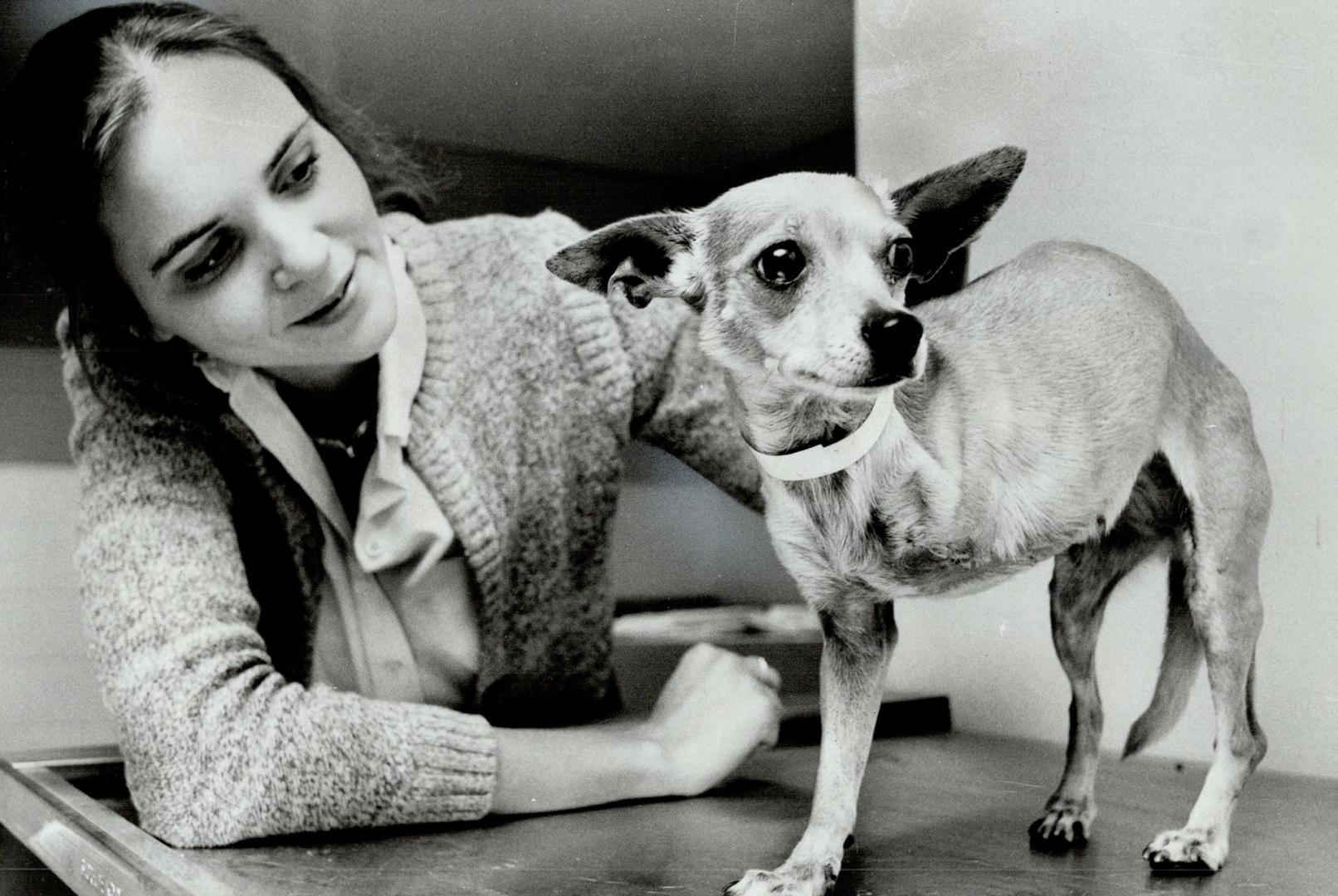 Chica's nervous. Marcia Darling of the Toronto Humane Society comforts a nervous chihuahua found in the Regent Park area. The dog has had its left fro(...)