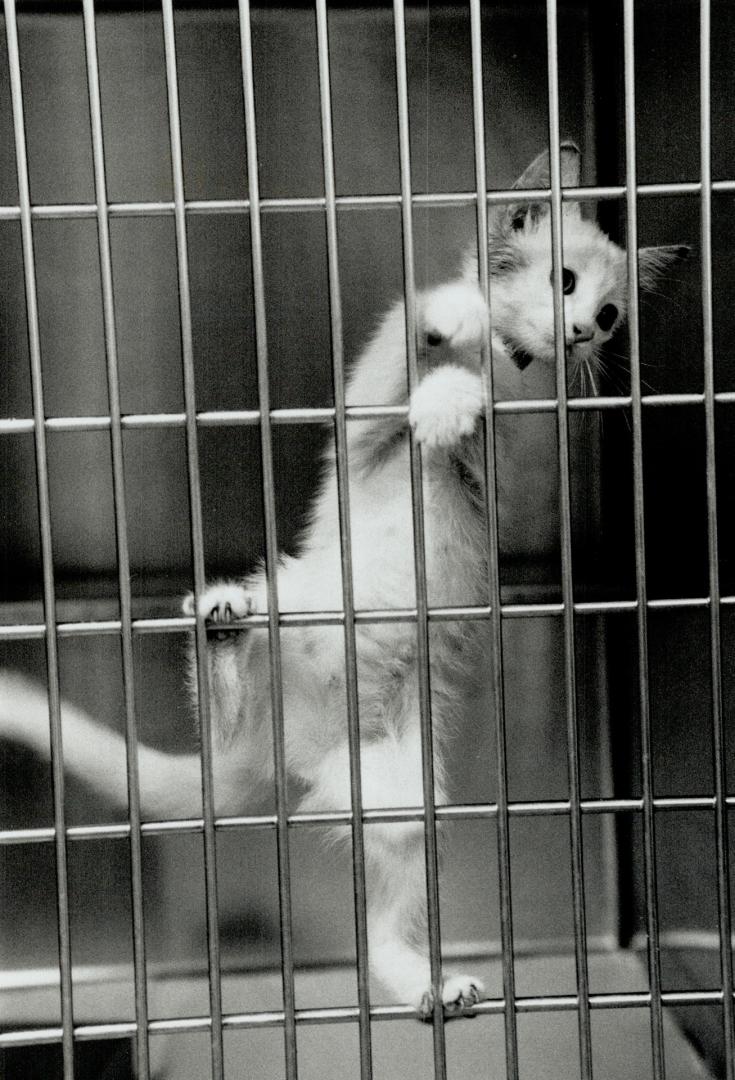 Canada - Ontario - Toronto - Humane Society - 1990 and on