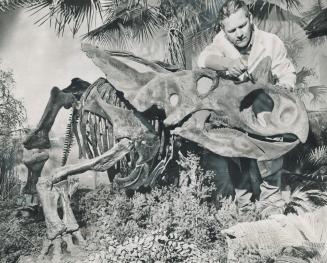 A Horned Dinosaur known as a chasmosaurus gets a final brush-up from Gordon Gyrmov, chief technician of paleontology gallery at Royal Ontario Museum. (...)