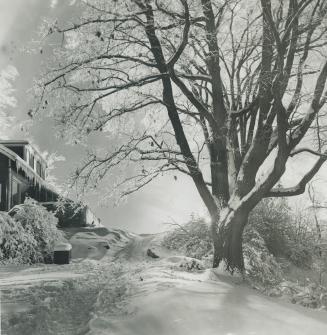 Winter's other side is shown in the beauty of this scene in Edwards Gardens with the snow glowing under soft moonlight and the icy branches looking li(...)