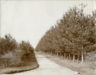 Sunnybrook Farm shady lane soon to be available to citizens