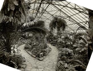 Beautiful tropical display in the palm house at Allan Gardens, Toronto