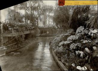 Allan Gardens Palm House