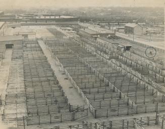 A grazing horse is the sole occupant of the Toronto Union stockyards today