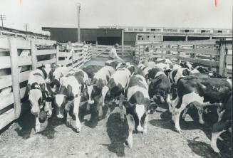 Beef cattle head for slaughte ryesterday at the Ontario Stock yards, where the price dropped dramatically after Ottawa announced controls on the expor(...)