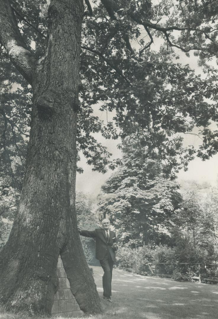 Perhaps the biggest white oak tree in southern Ontario is doomed to destruction to make way for the Spadina Expressway, John Rea, who has helped care (...)