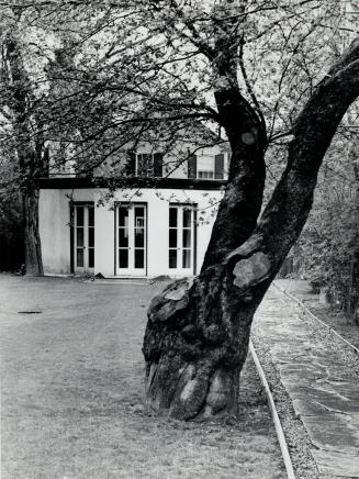 Whitehead home hides behind tree, dreams of old days