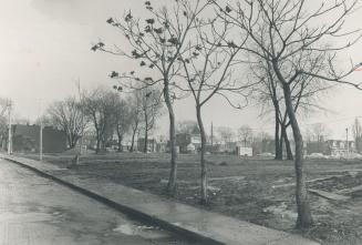 Matilda St. as it looks now after the bulldozers and the wreckers did their job. Cries of 'injustice,' 'inequity' and 'unfair dealing' arise from many of the 180 displaced homeowners