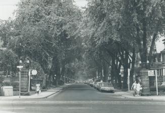 Stately trees, wrought iron lamp posts give an old world charm to Palmerston Blvd