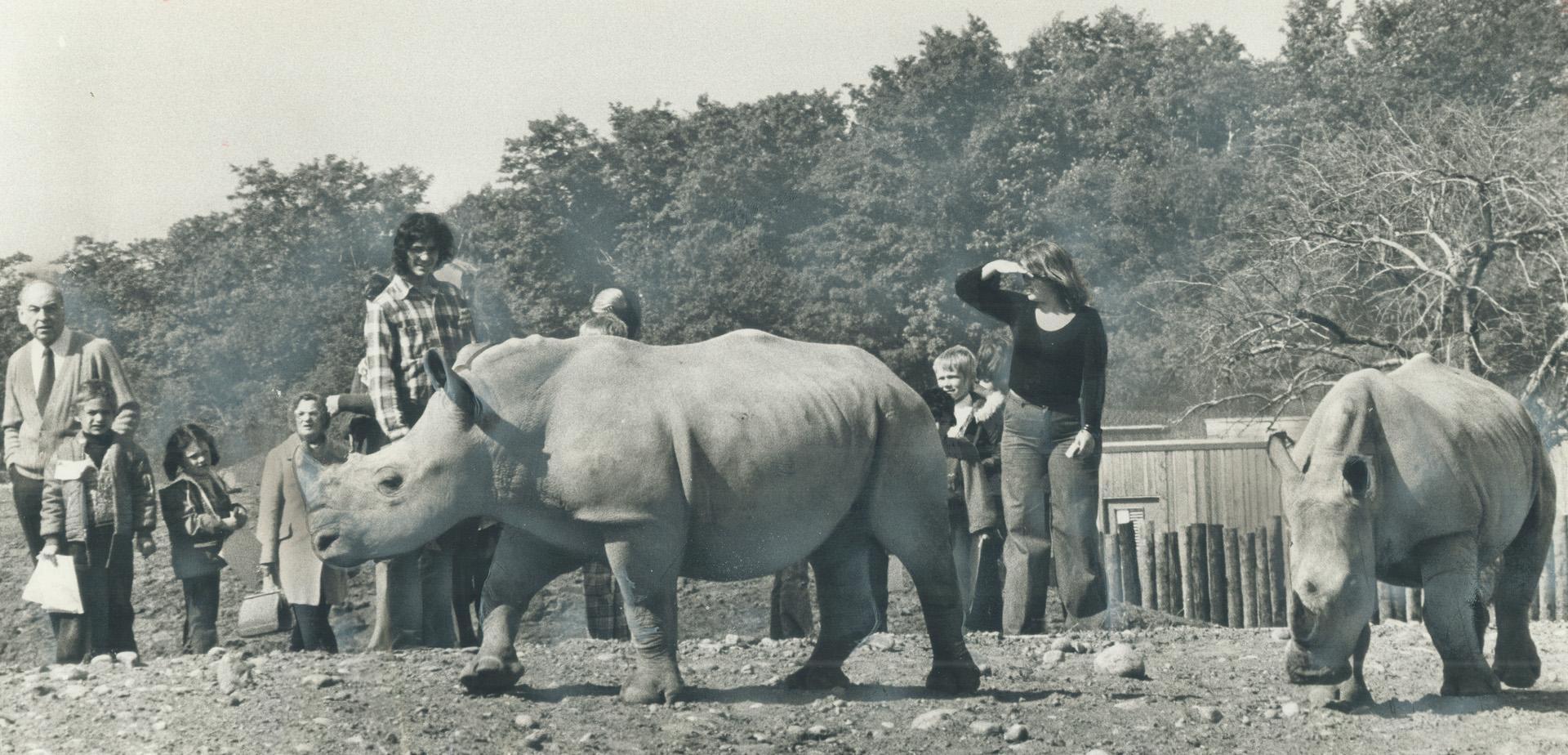 One of the daring pranks young visitors to the zoo have been guilty of is jumping down or walking around a four-foot deep moat into the rhinoceros enc(...)