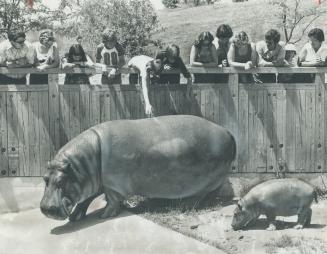 Like mother, like daughter The first hippopotamus born this year at Metro Zoo made its first appearance yesterday to the delight of visitors. April as(...)