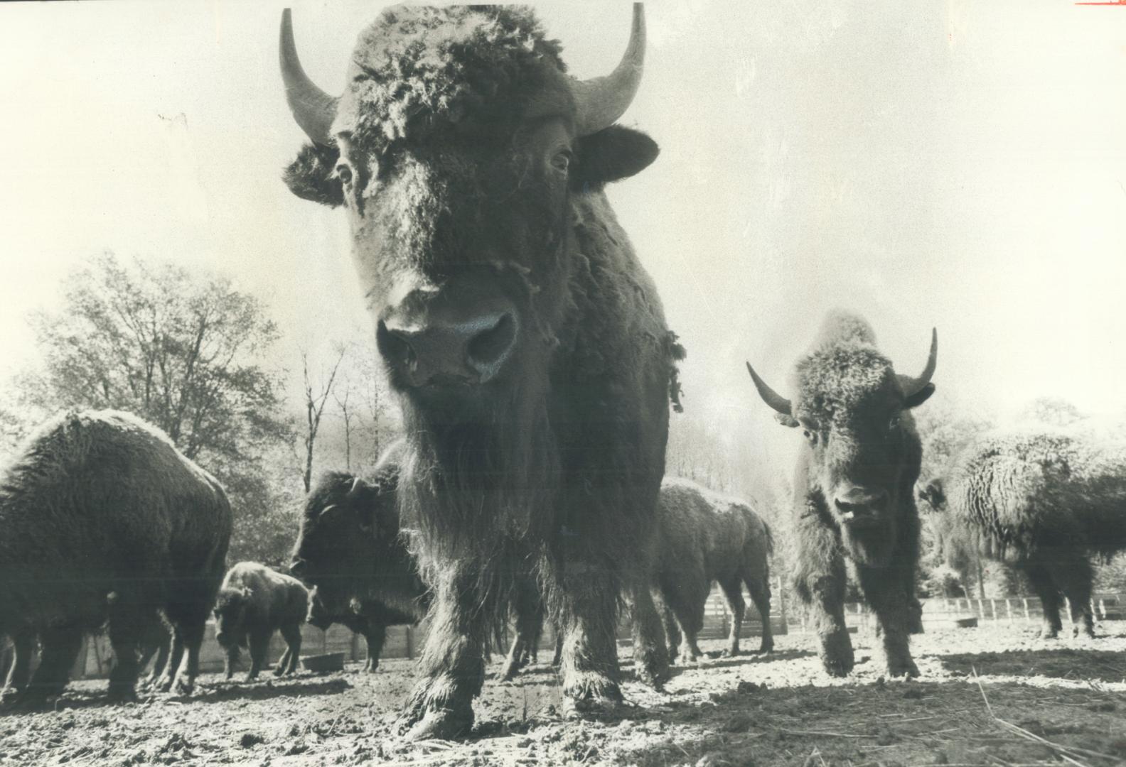 Home on the range -- soon. Canadian Animal Domain at Metro Zoo is scheduled to open July 1 and will include this herd of 30 bison. They're being kept (...)