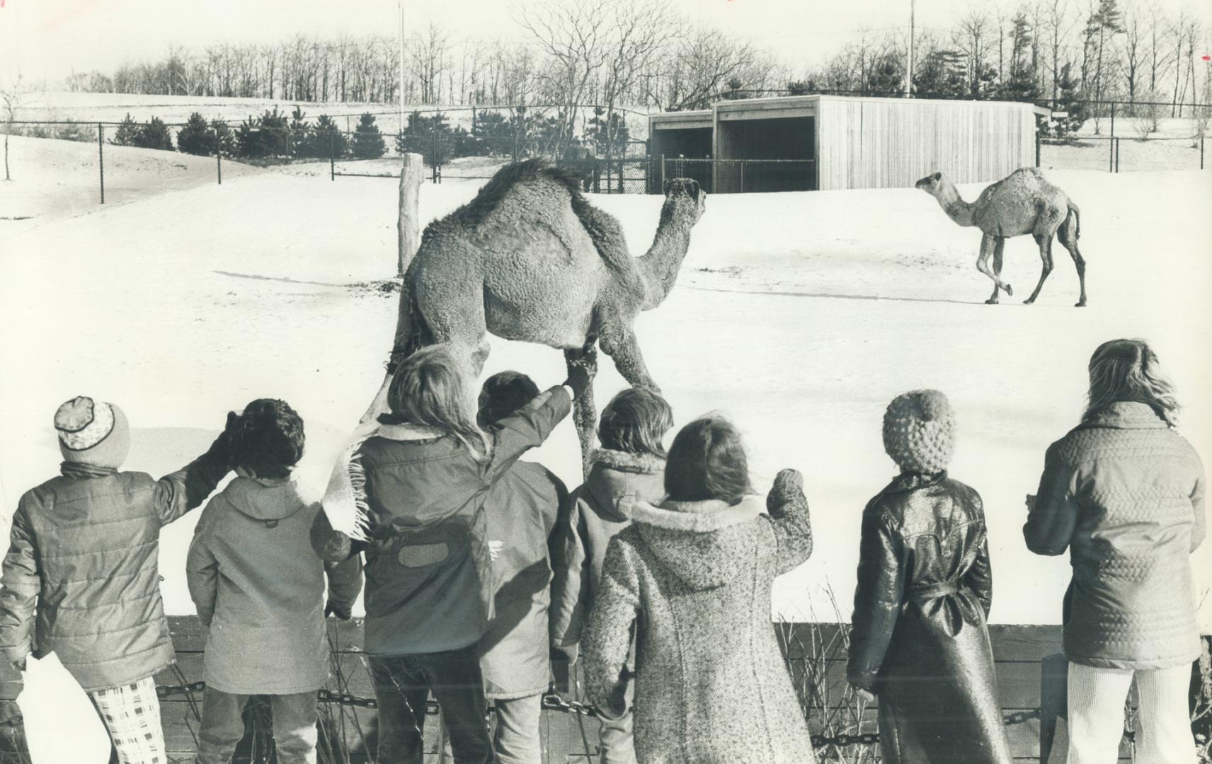 This is the first winter in a cold climate for many of the animals at Metro's zoo, and holiday period crowds are enjoying themselves watching how the(...)