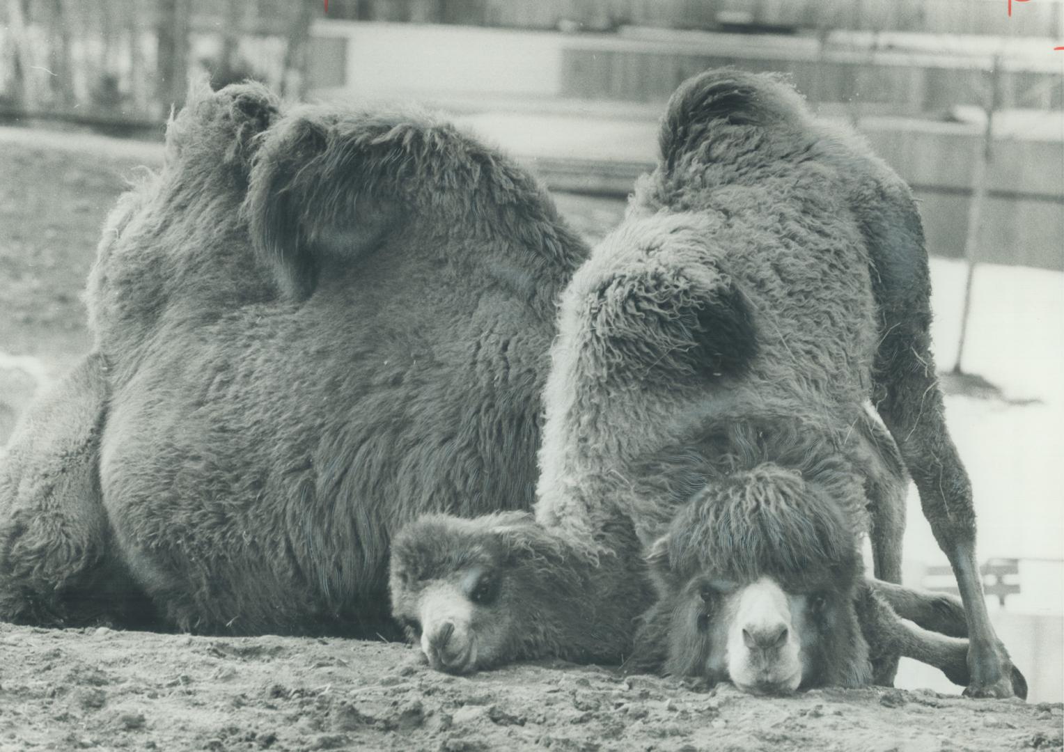 Gee, Mom, you're just great. It's hard to tell whose head is whose as Kahn, a young Bactrian camel, snuggles up to his mother, Patches, at the Metro Z(...)