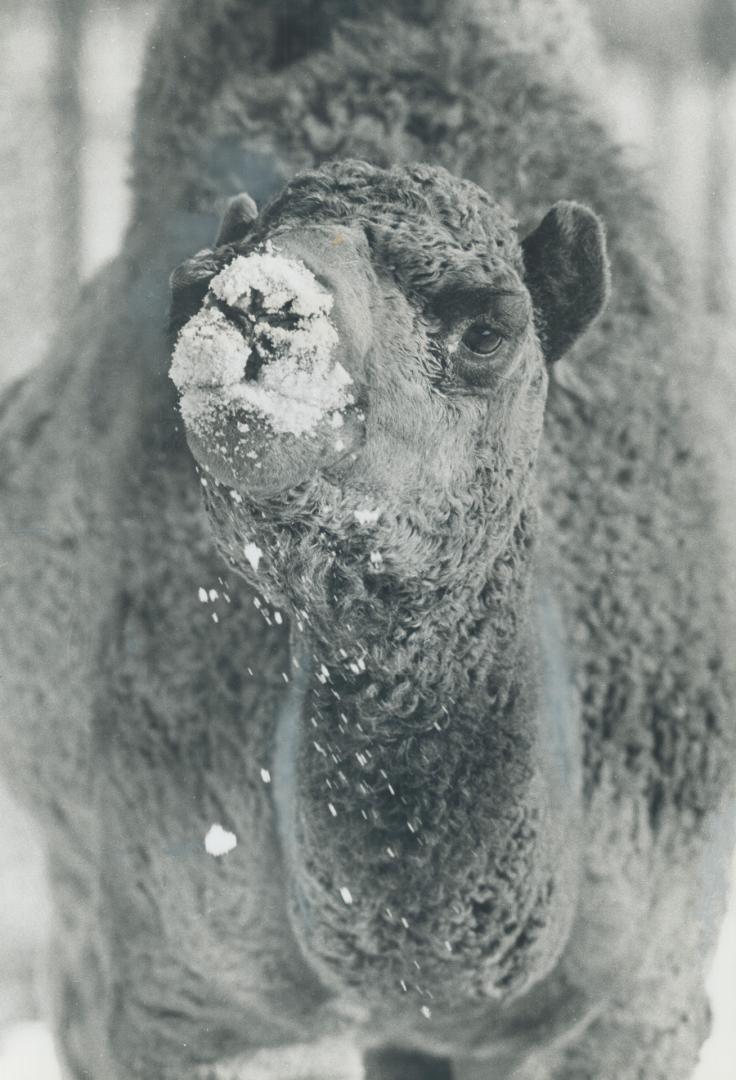 L camel awaits winter visitors to the new Metro zoo