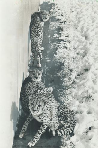 It's the first taste of snow for the cheetahs, and they don't like it as they huddle on the only area clear of the stuff in their compound. The African natives arrived at Metro Zoo last June