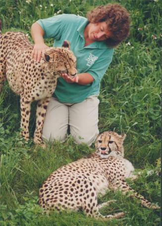 Canada - Ontario - Toronto - Zoos - Metro Toronto Zoo - Animals - Cheetah