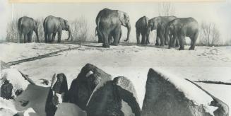 Metro zoo residents encounter a canadian winter