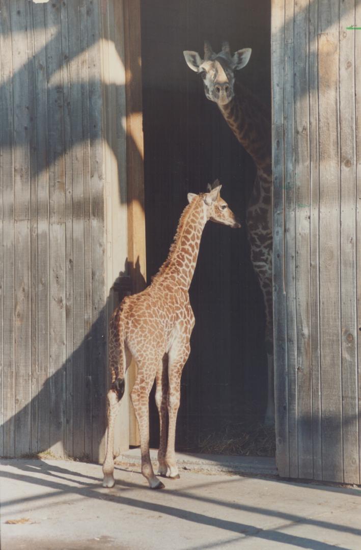 A baby giraffe born New Year's Day chooses a perfect time to get his first look outside at the Metro zoo