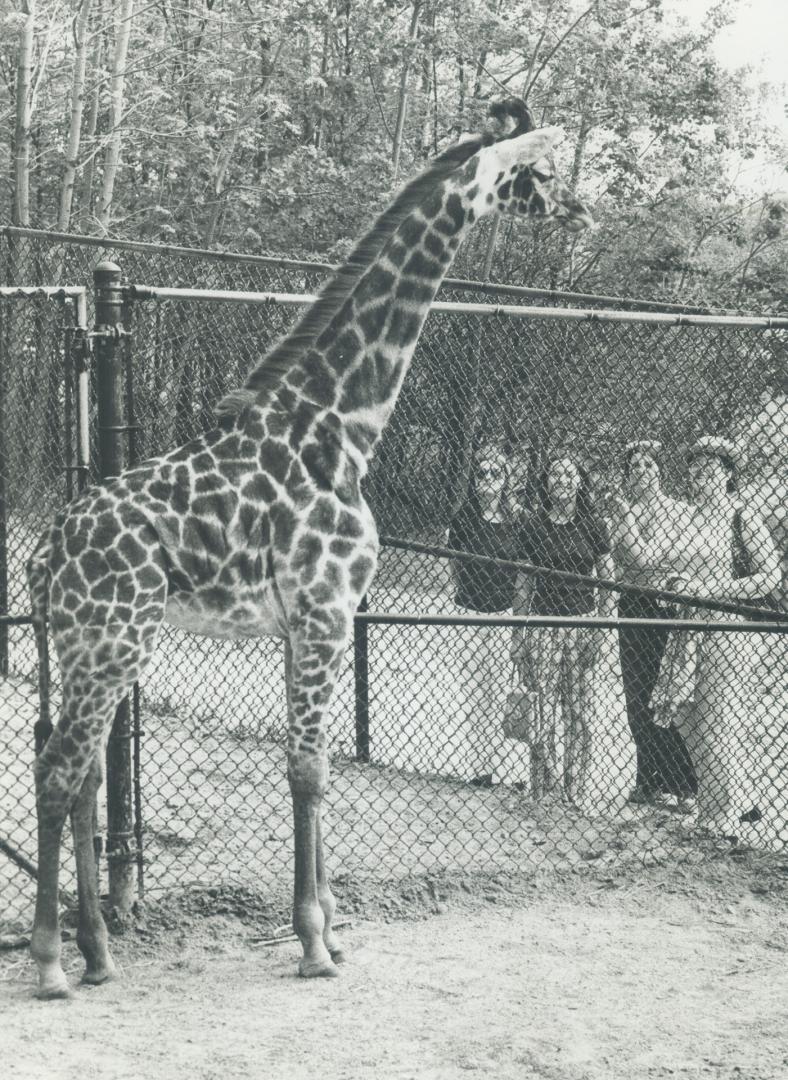 Canada - Ontario - Toronto - Zoos - Metro Toronto Zoo - Animals - Giraffe