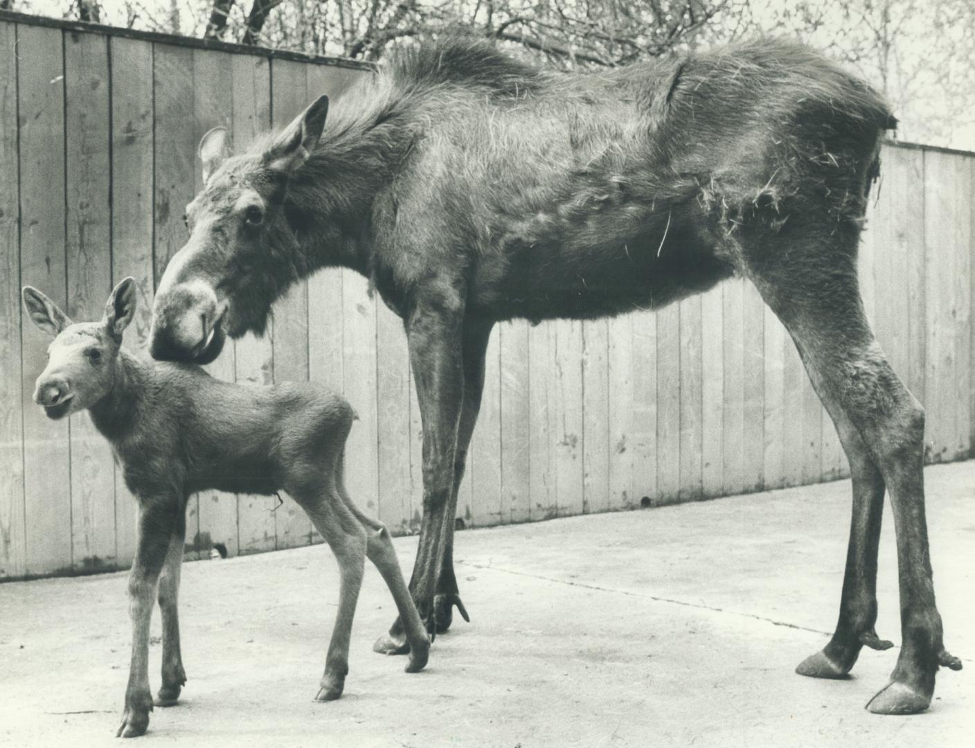 A new moose is loose: Little Mr. Ed, here being watched over by his mother, Dagmar the moose, is one of the dozens of baby animals now at the Metro Zo(...)