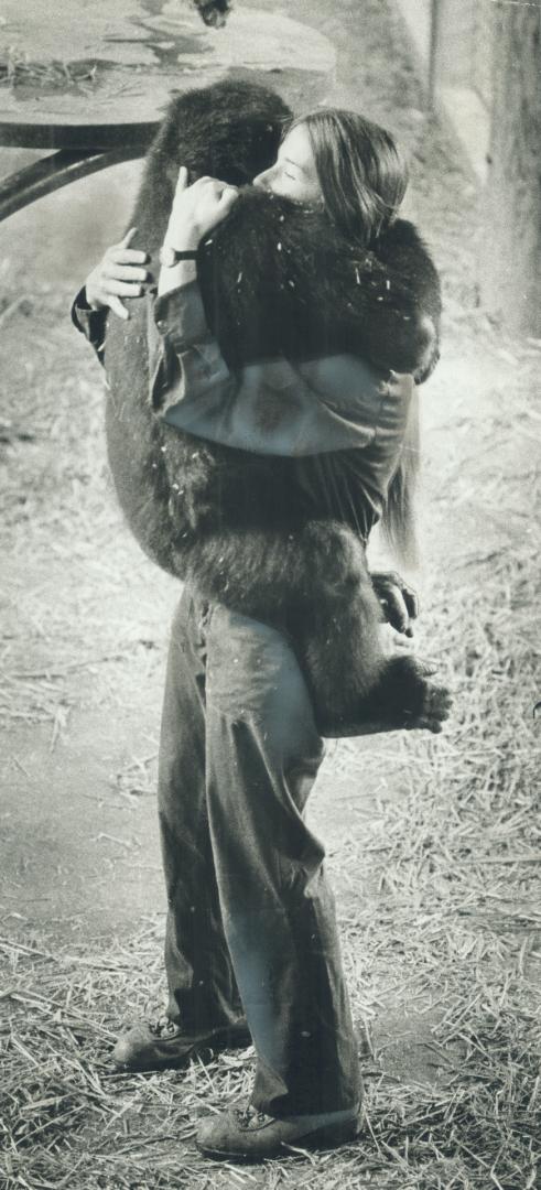 Barney, left, runt of Metro Zoo's gorilla family at a mere 90 pounds, gives keeper Linda Ervine a big hug, while Caroline, the gorilla in the picture (...)