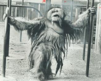 Going ape for visitors. Giving the folks a show, Mias, a 350-pound orang-outang at Metro zoo, hangs on to some bars and appears to be doing a little j(...)