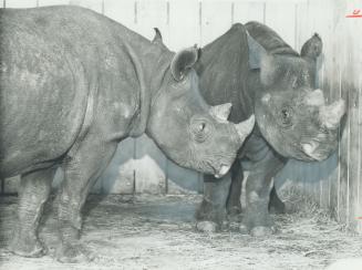 These two survived cold trip. It helps to have hide of a rhinoceros