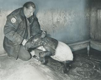 Metro zoo gets a pair of tapirs