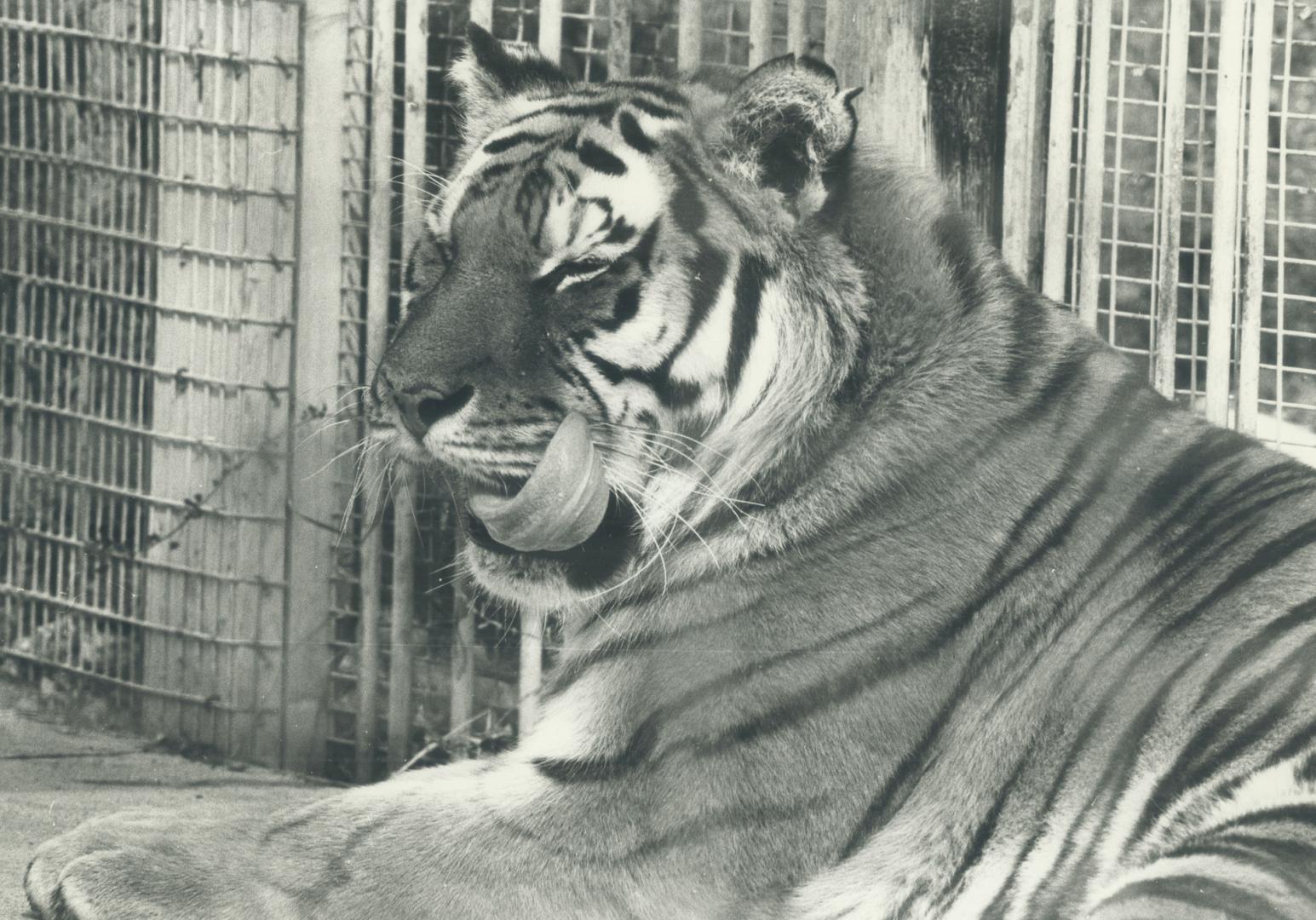 Canada - Ontario - Toronto - Zoos - Metro Toronto Zoo - Animals - Tiger