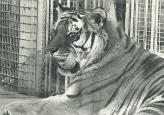 Canada - Ontario - Toronto - Zoos - Metro Toronto Zoo - Animals - Tiger