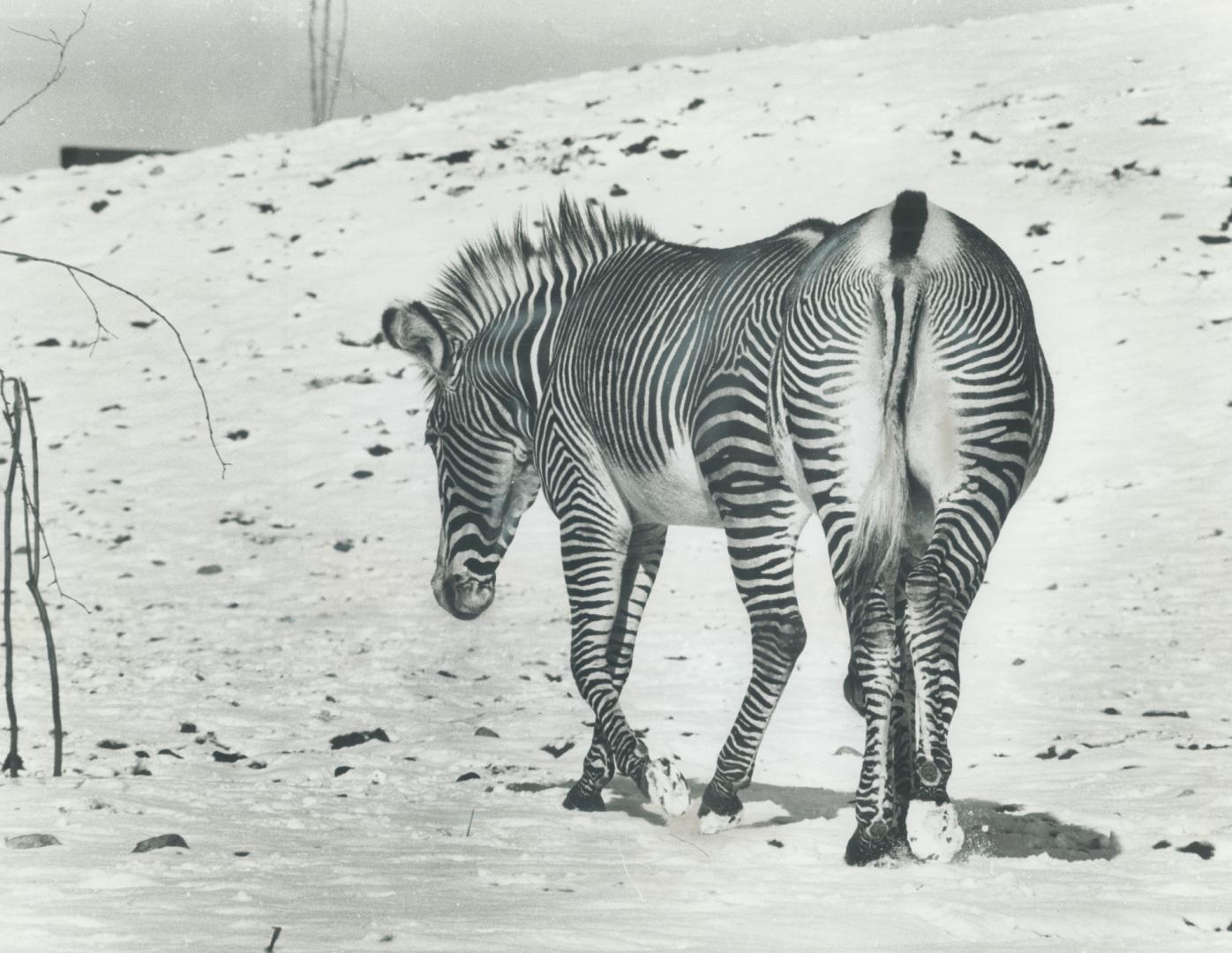 Strangest sight of all at the zoo was this zebra which appears to have six legs