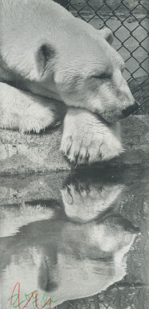 Riverdale Zoo bears dance on their hind legs for a bit of popcorn from their audience, a reader reports,