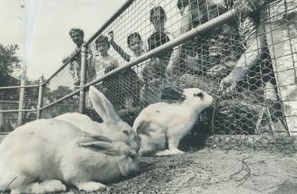 The bunny-napping scare leaves this group of rabbits at Riverdale Zoo quite undisturbed at their luncheon under the watching eyes of a group of young (...)