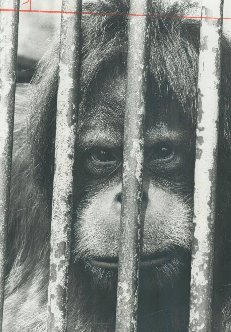 Monkey at Riverdale Zoo. Why not come out and visit him on the weekend?