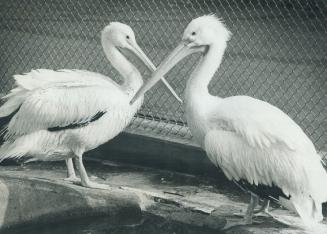 Dreams of a new home. Taking advantage of warm November temperatures yesterday wee this pair of pelicans and a Siberian tiger at Riverdale Zoo. Next y(...)