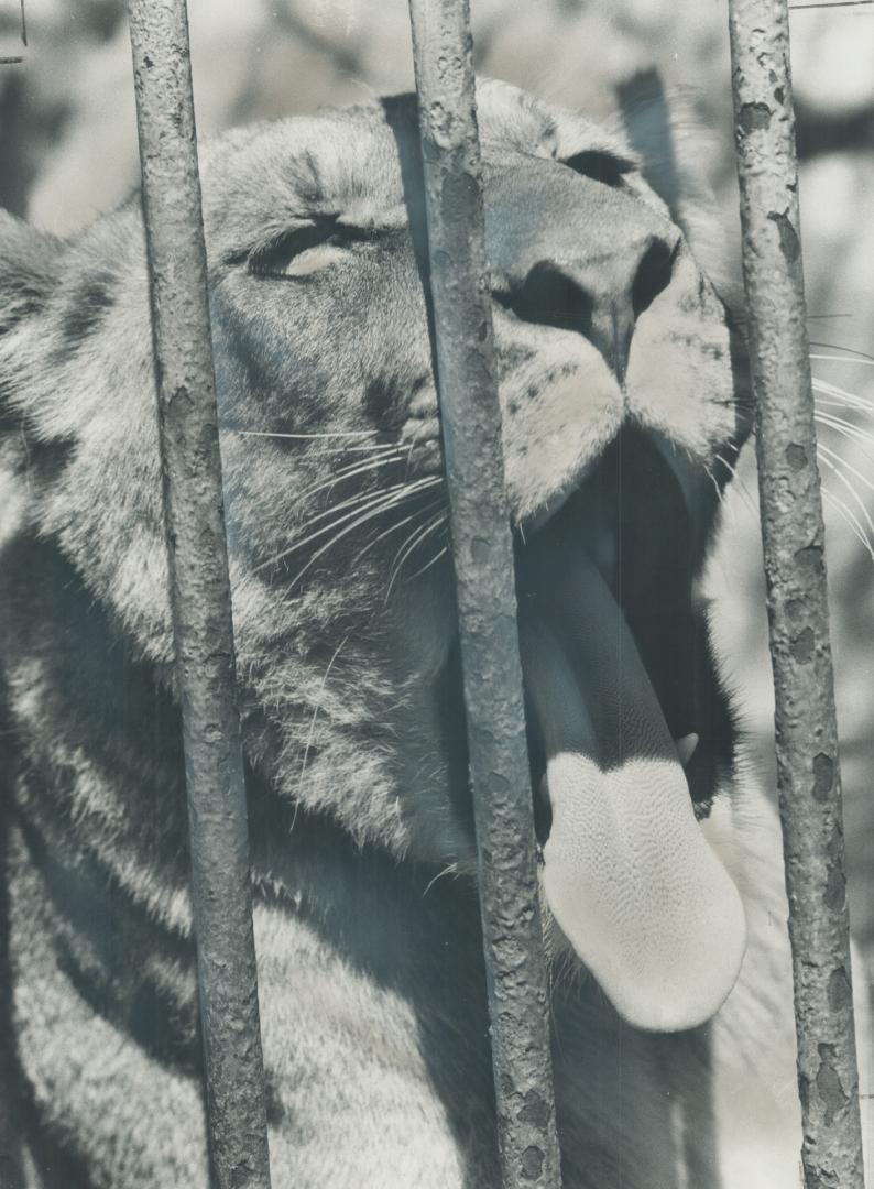 The lazy lion . . . Jane, the lazy lion, yawned and stretched in the sun at Riverdale zoo, her new home, before setting off on an inspection tour toda(...)