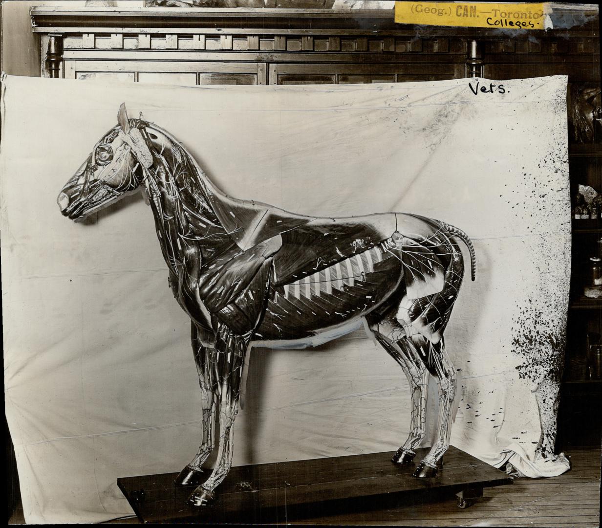 Anatomical sculpture of a horse used for training veterinary students