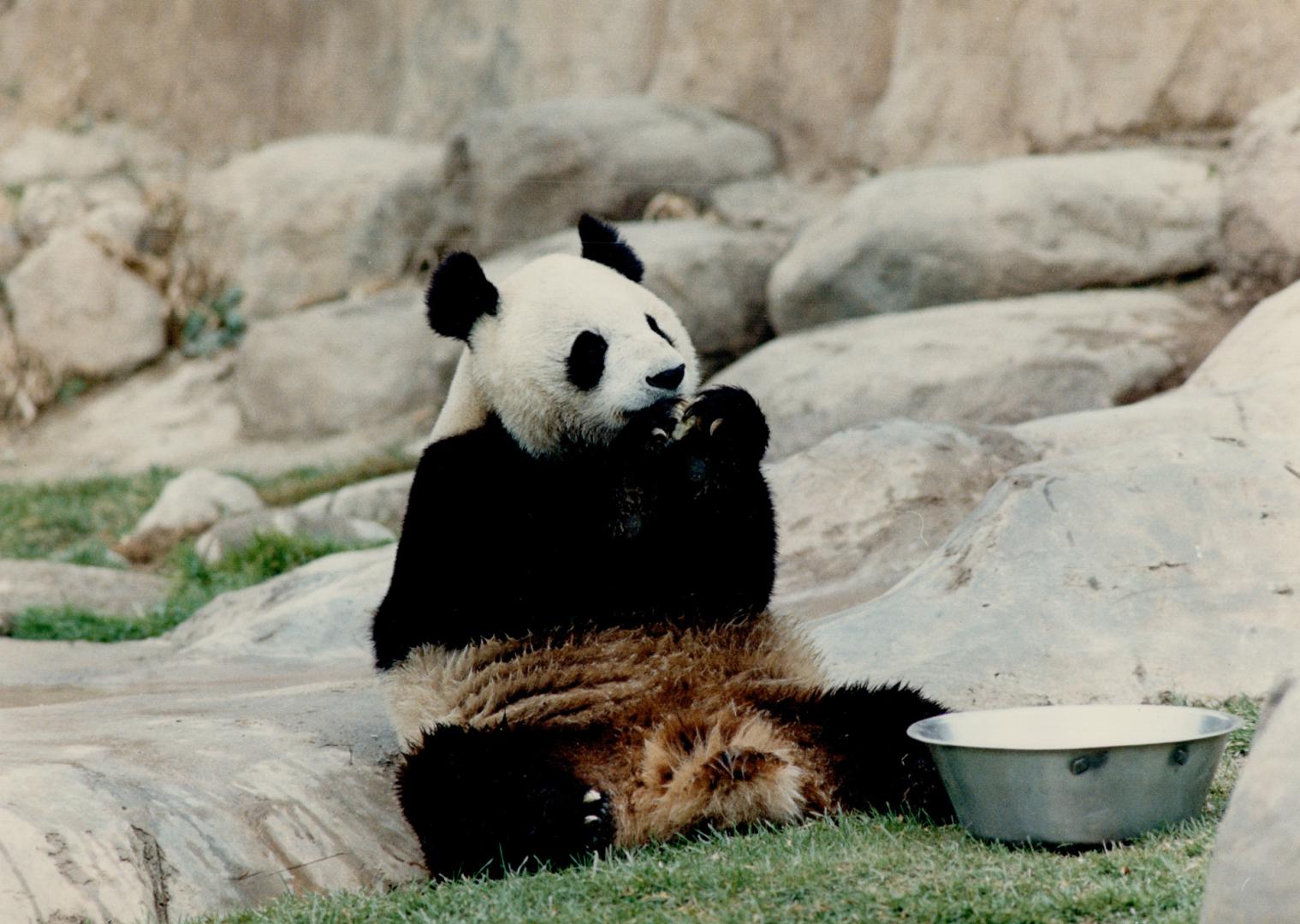 Canada - Ontario - Toronto - Zoos - Metro Toronto Zoo - Animals - Bears - Panda