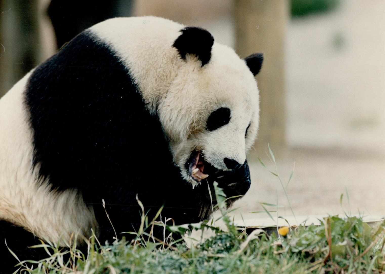 Canada - Ontario - Toronto - Zoos - Metro Toronto Zoo - Animals - Bears - Panda