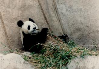 Canada - Ontario - Toronto - Zoos - Metro Toronto Zoo - Animals - Bears - Panda