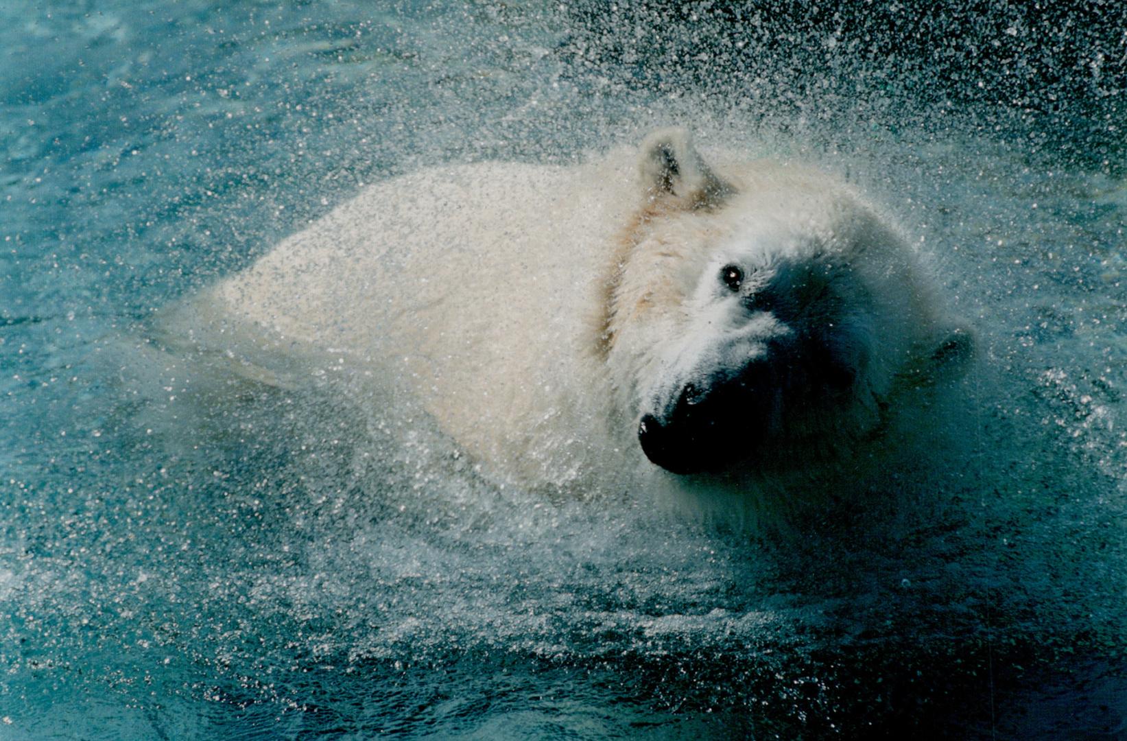 Canada - Ontario - Toronto - Zoos - Metro Toronto Zoo - Animals - Bears - Polar